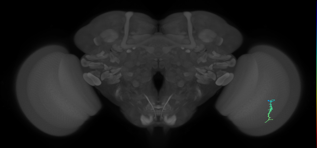 Dm3a_R (JRC_OpticLobe:129673)