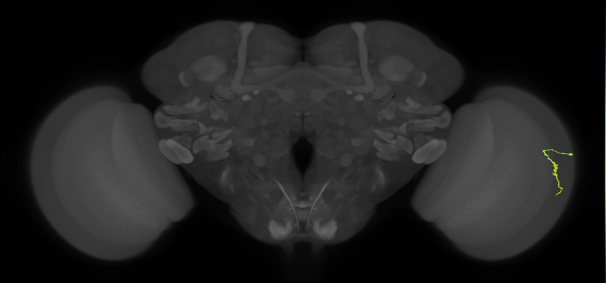 Dm3a_R (JRC_OpticLobe:130625)