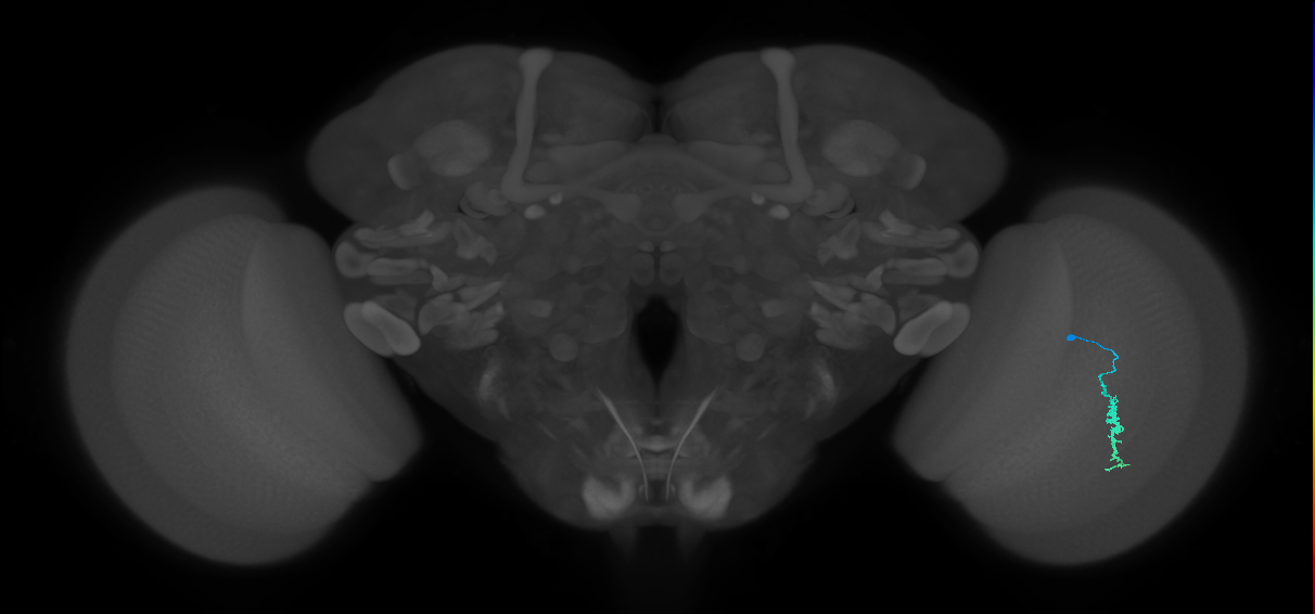 Dm3a_R (JRC_OpticLobe:117821)