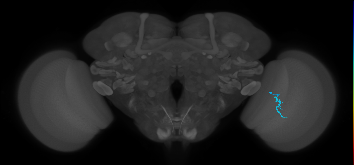 Dm3a_R (JRC_OpticLobe:138270)