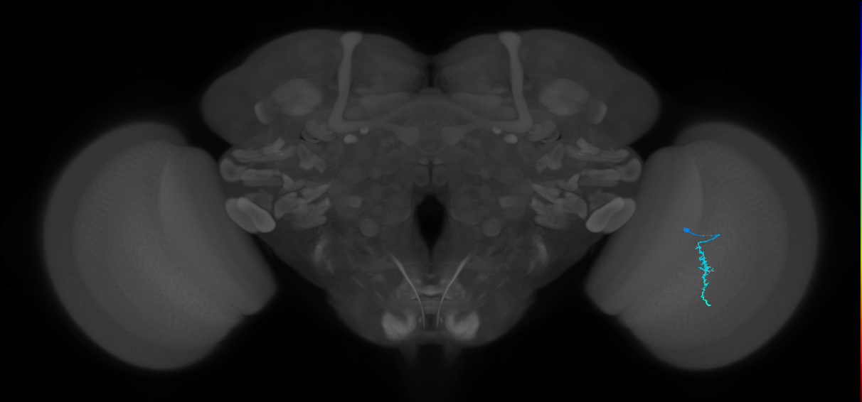 Dm3a_R (JRC_OpticLobe:145840)
