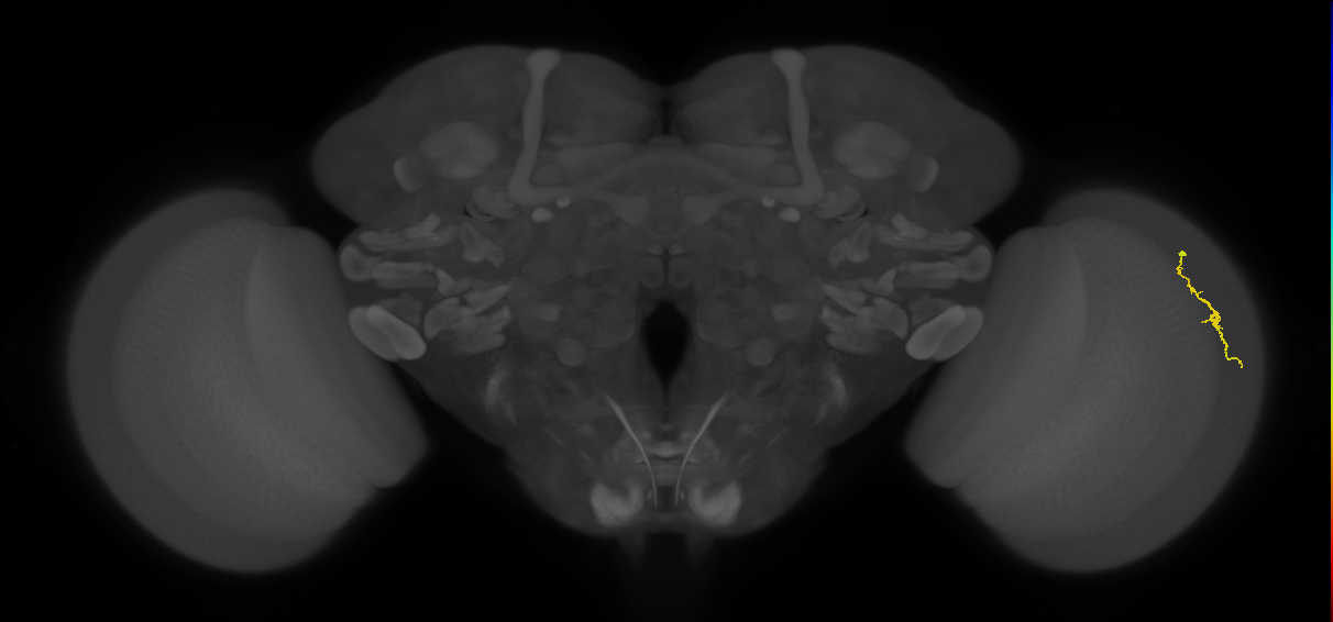 Dm3a_R (JRC_OpticLobe:151759)