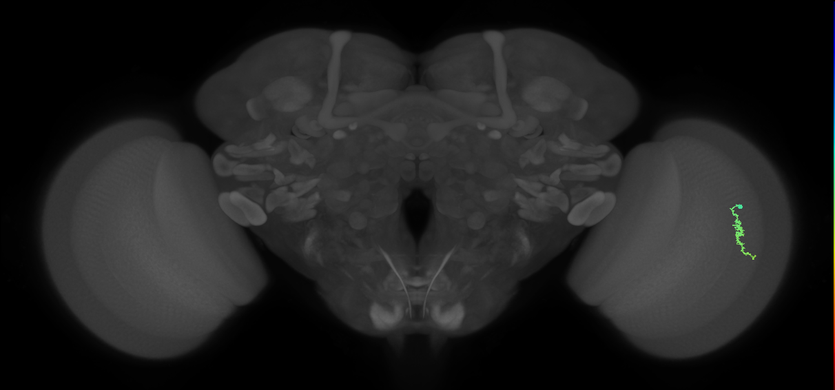 Dm3a_R (JRC_OpticLobe:129057)