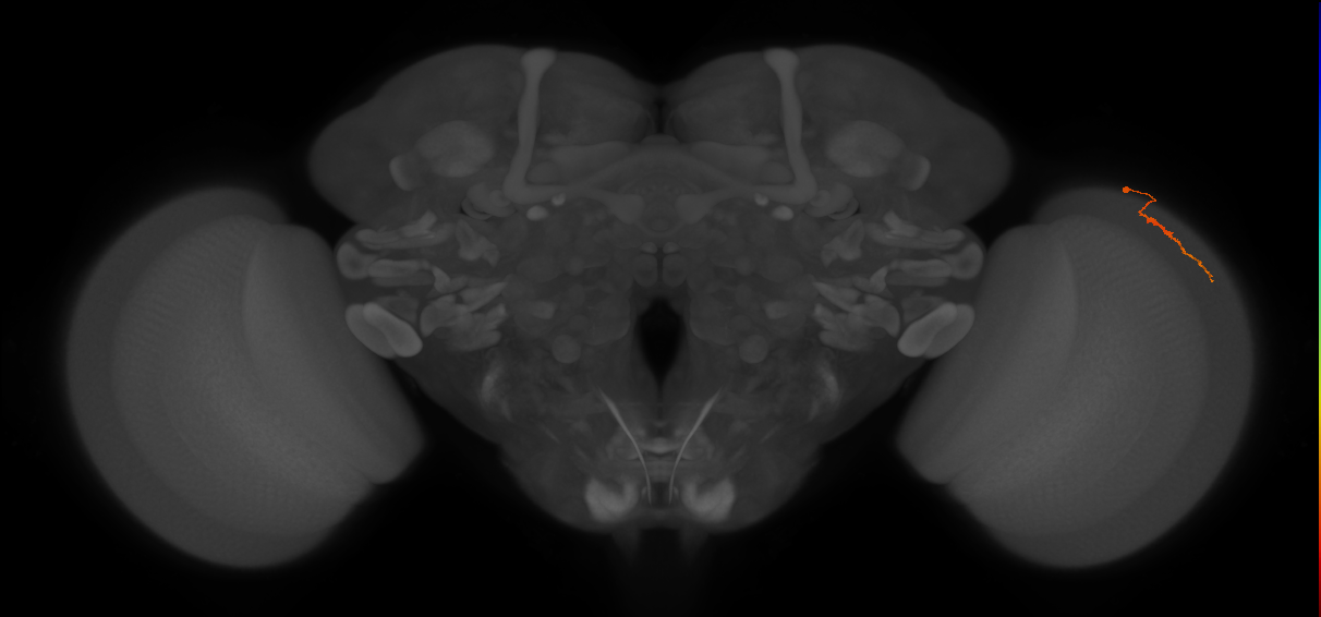 Dm3a_R (JRC_OpticLobe:147278)