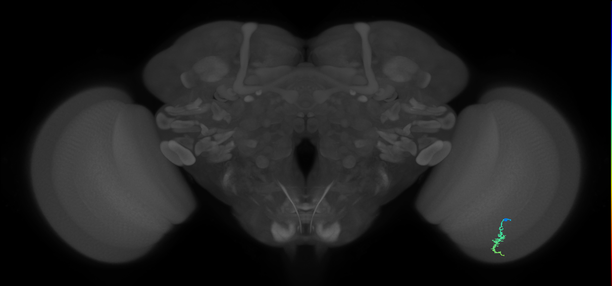 Dm3a_R (JRC_OpticLobe:120330)