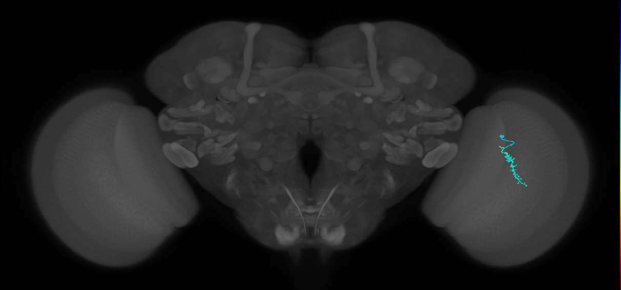 Dm3a_R (JRC_OpticLobe:146746)