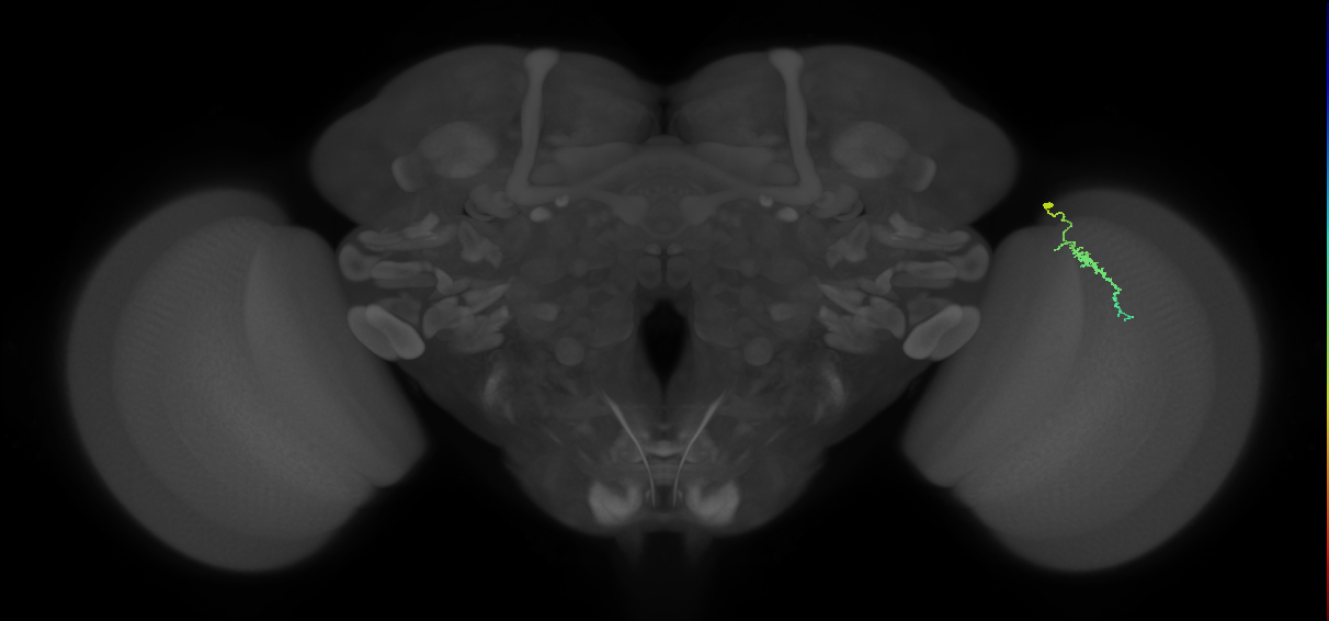 Dm3a_R (JRC_OpticLobe:155023)