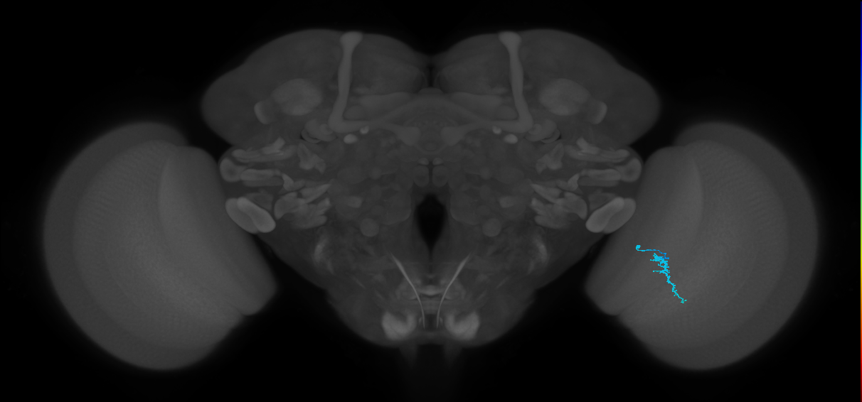 Dm3a_R (JRC_OpticLobe:158996)