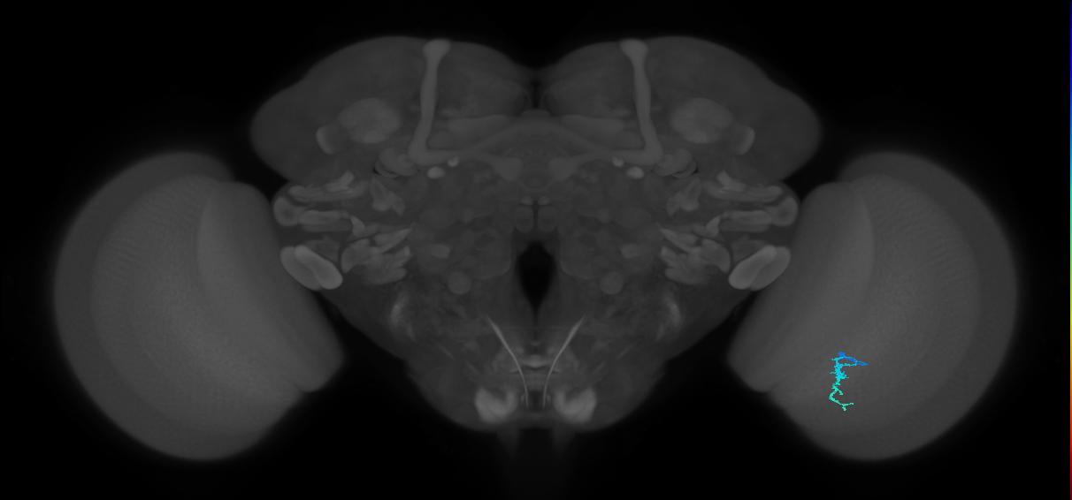 Dm3a_R (JRC_OpticLobe:147369)