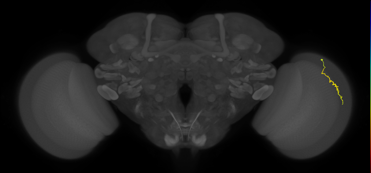 Dm3a_R (JRC_OpticLobe:131043)