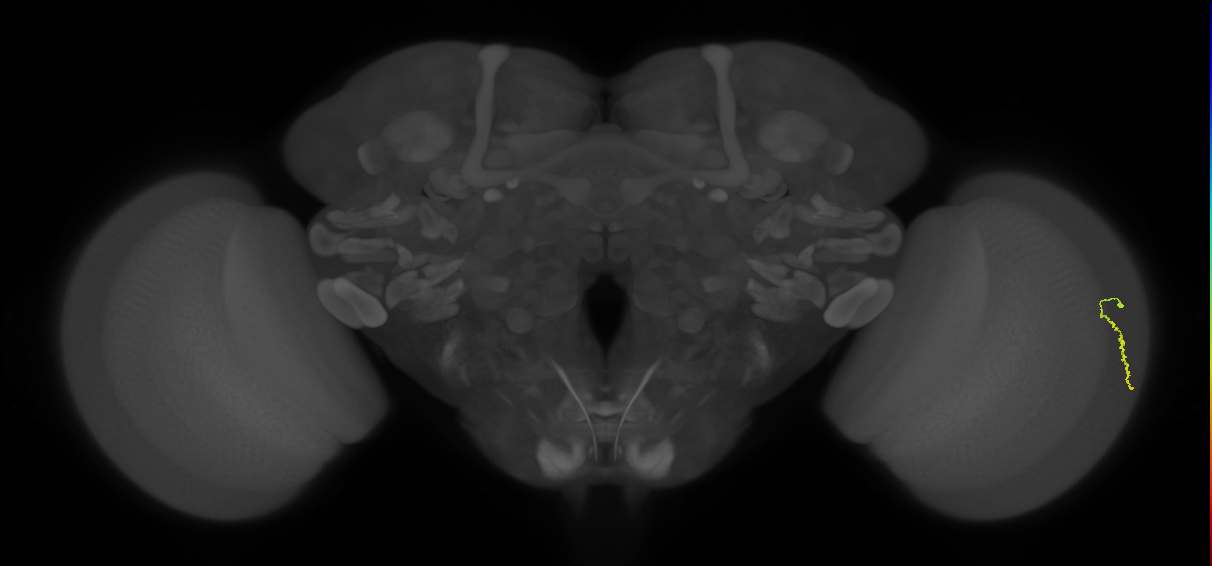 Dm3a_R (JRC_OpticLobe:183723)