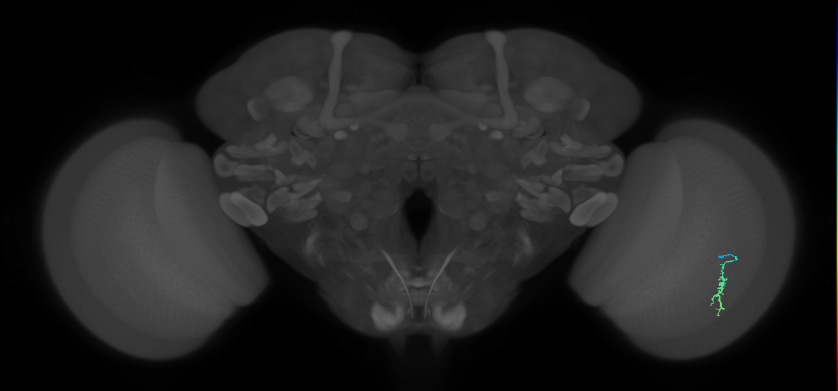 Dm3a_R (JRC_OpticLobe:138973)