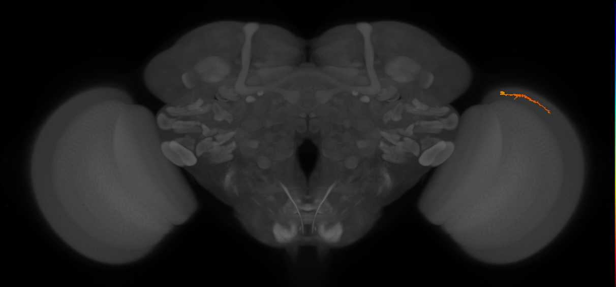 Dm3a_R (JRC_OpticLobe:148157)