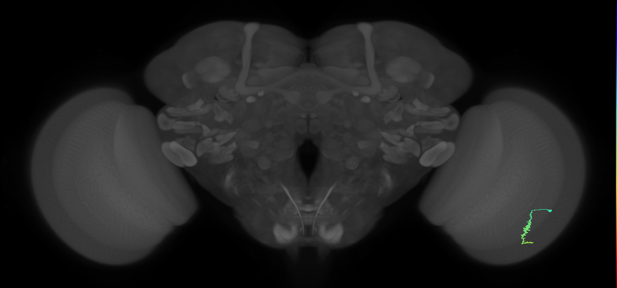Dm3a_R (JRC_OpticLobe:133659)