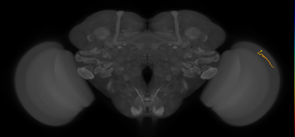 Dm3a_R (JRC_OpticLobe:152751)
