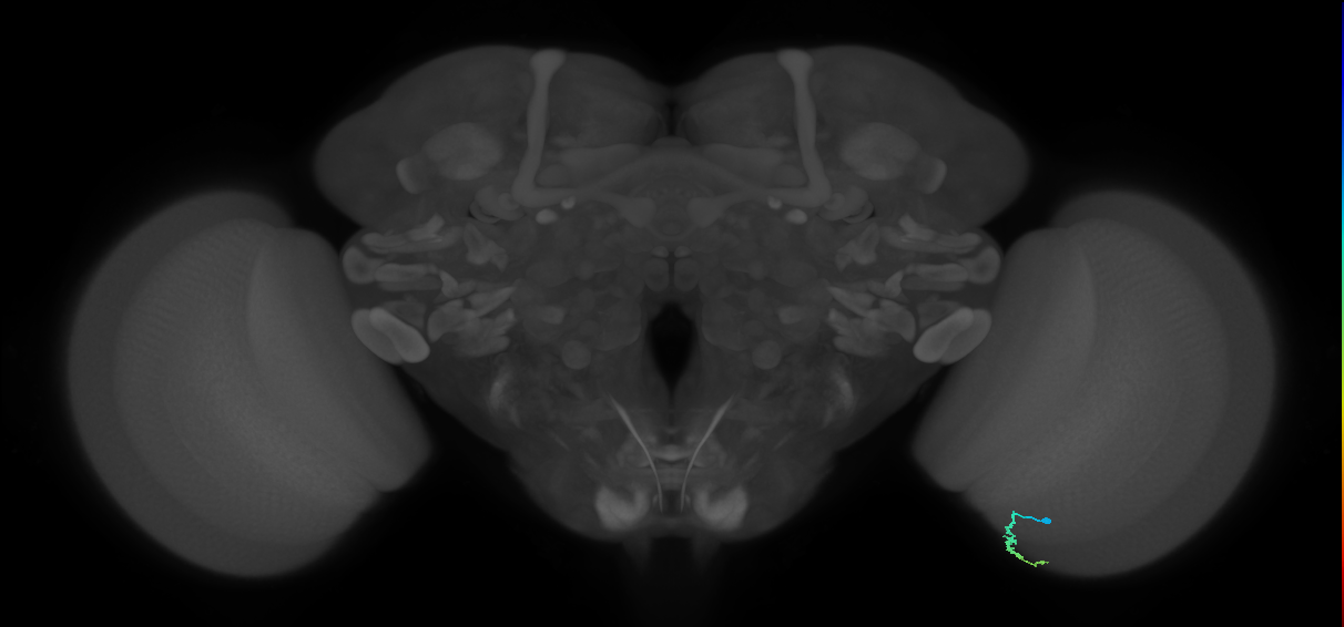 Dm3a_R (JRC_OpticLobe:144923)