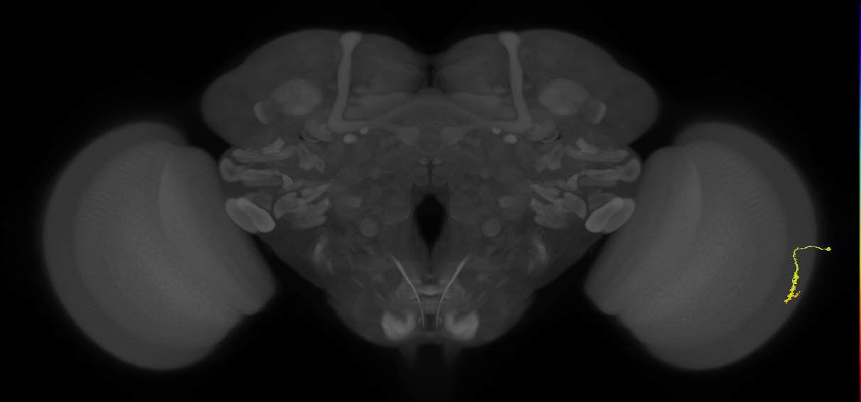 Dm3a_R (JRC_OpticLobe:152727)