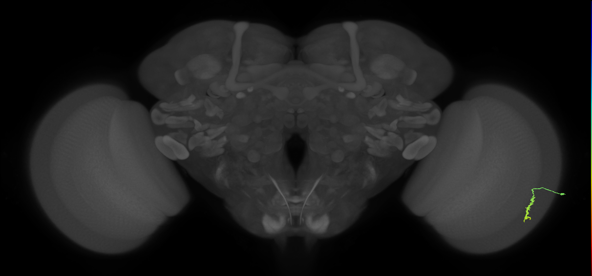 Dm3a_R (JRC_OpticLobe:117925)