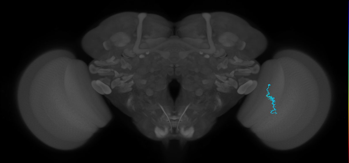 Dm3a_R (JRC_OpticLobe:149967)