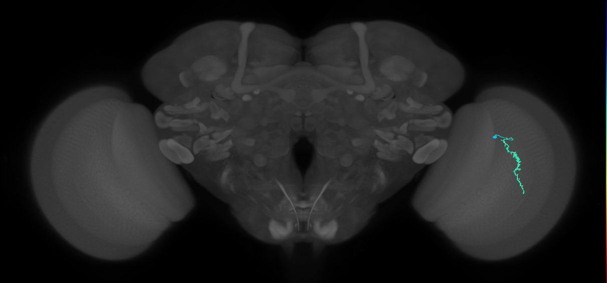 Dm3a_R (JRC_OpticLobe:147488)