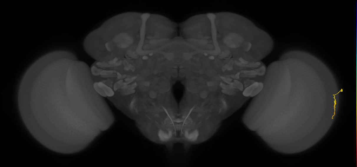 Dm3a_R (JRC_OpticLobe:116505)