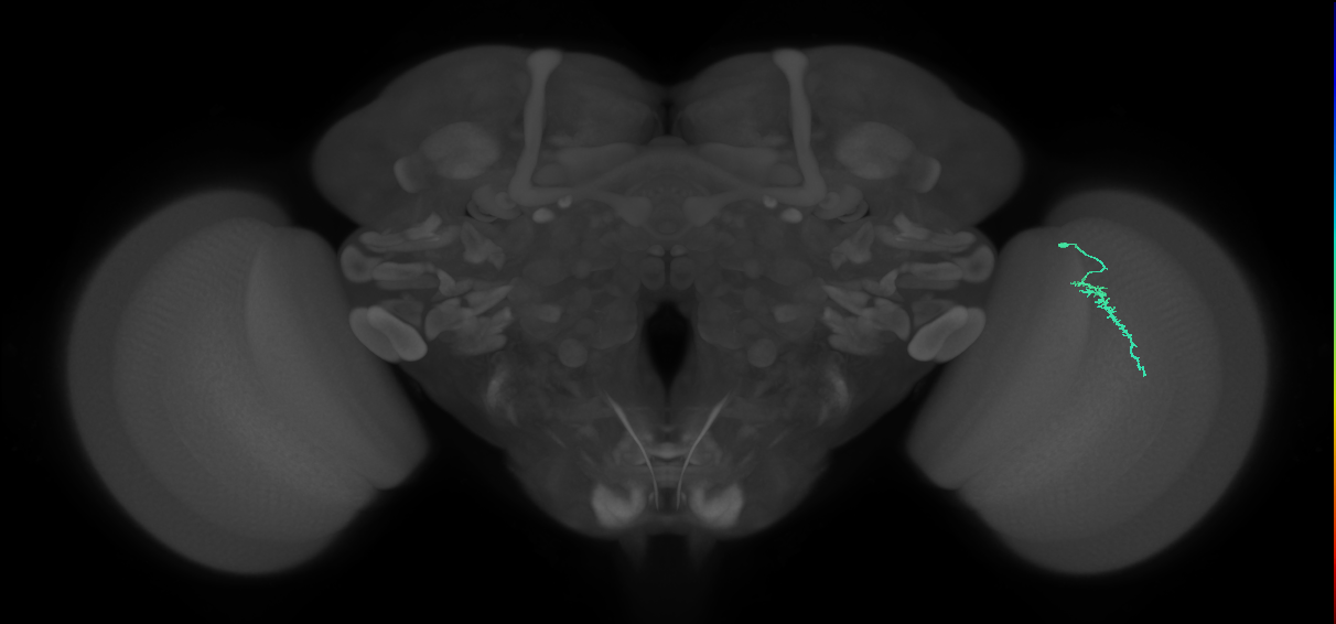 Dm3a_R (JRC_OpticLobe:150269)