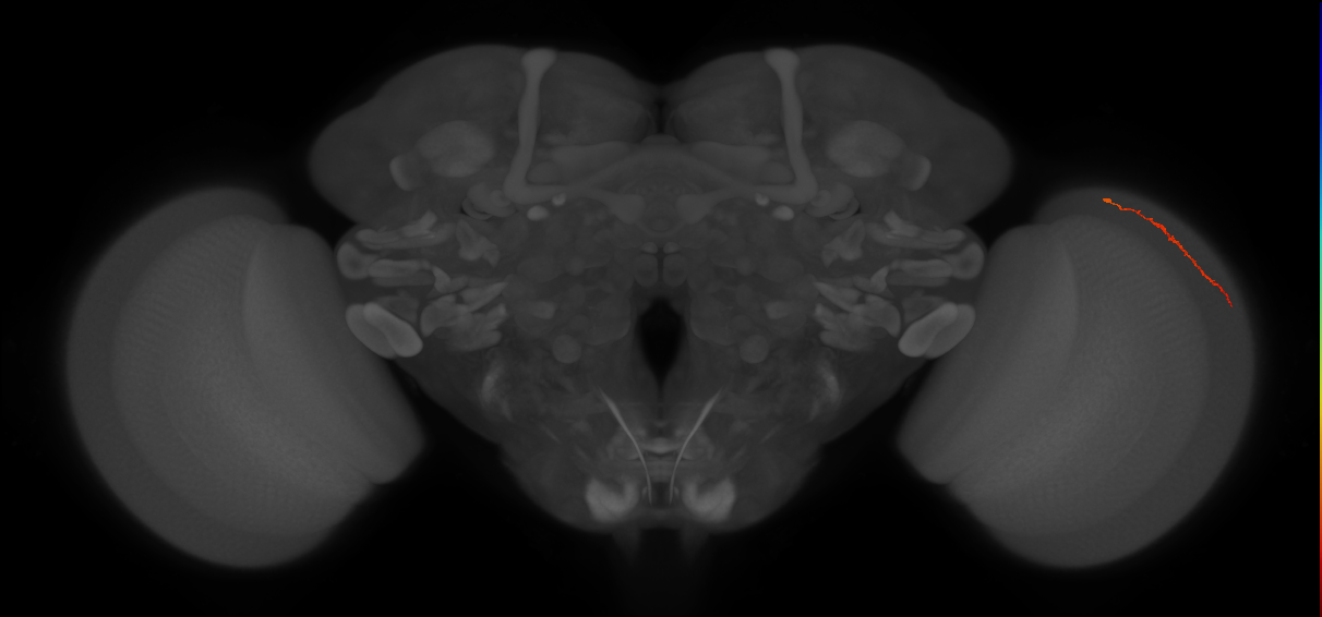 Dm3a_R (JRC_OpticLobe:157427)