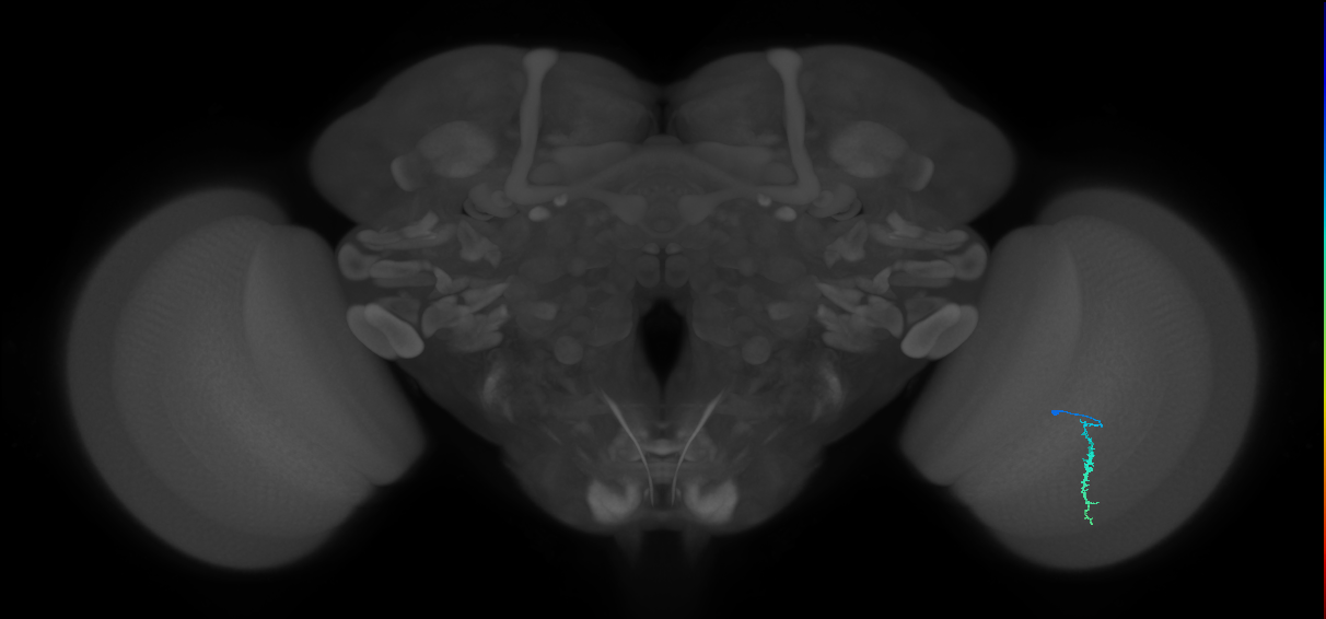 Dm3a_R (JRC_OpticLobe:147189)