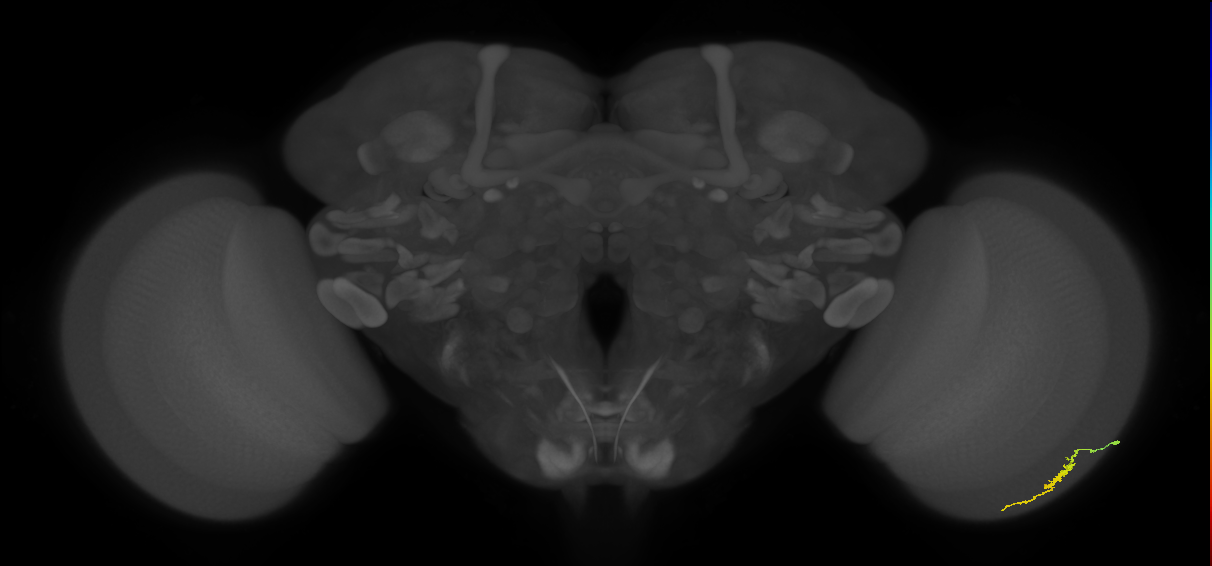 Dm3a_R (JRC_OpticLobe:127664)
