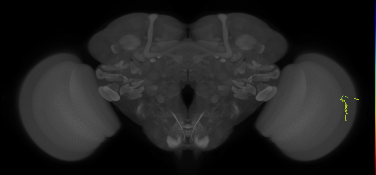 Dm3a_R (JRC_OpticLobe:135124)