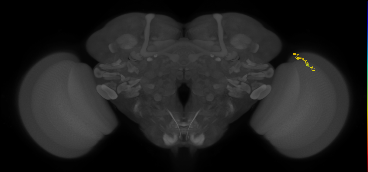 Dm3a_R (JRC_OpticLobe:155381)