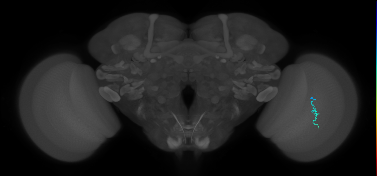 Dm3a_R (JRC_OpticLobe:135737)