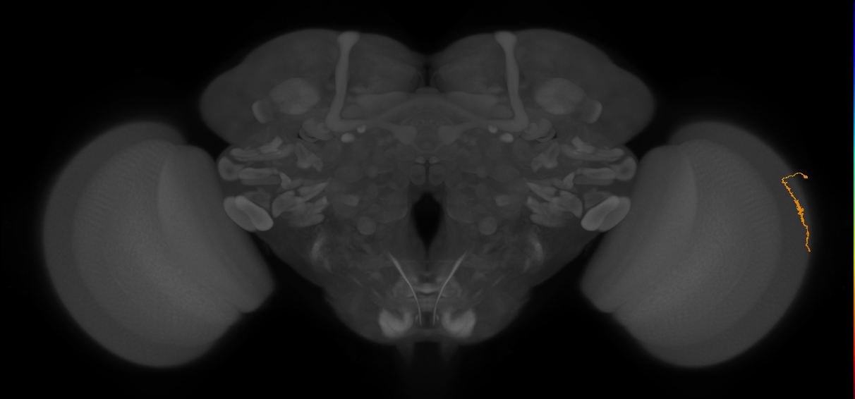 Dm3a_R (JRC_OpticLobe:136683)