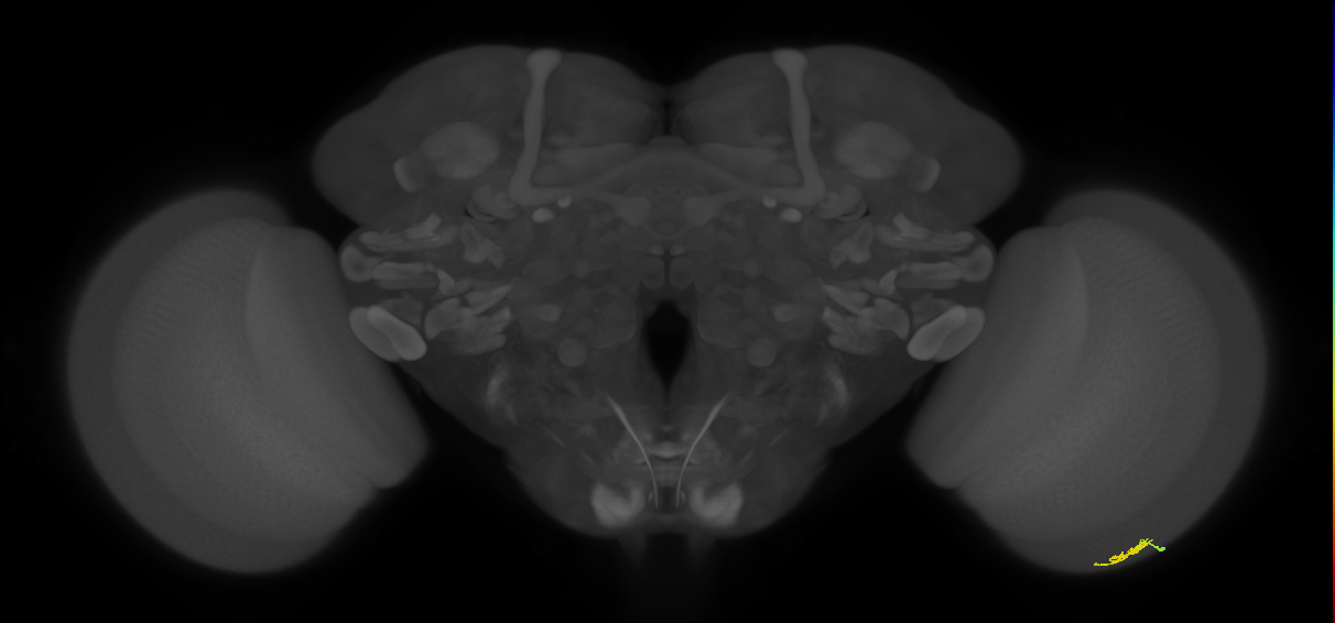 Dm3a_R (JRC_OpticLobe:149130)