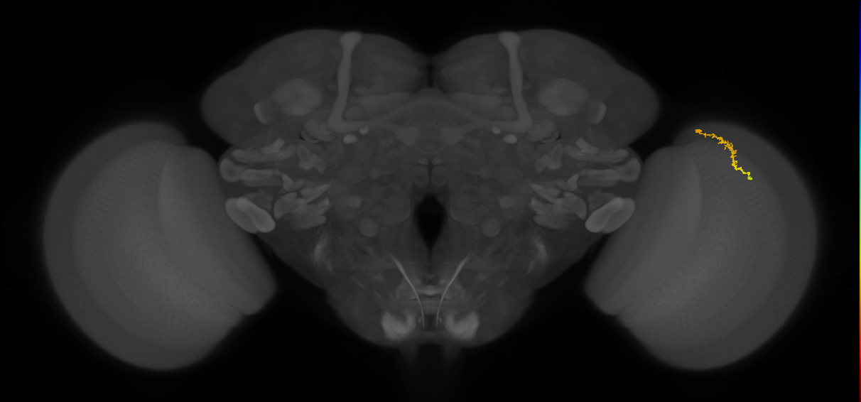 Dm3a_R (JRC_OpticLobe:156456)