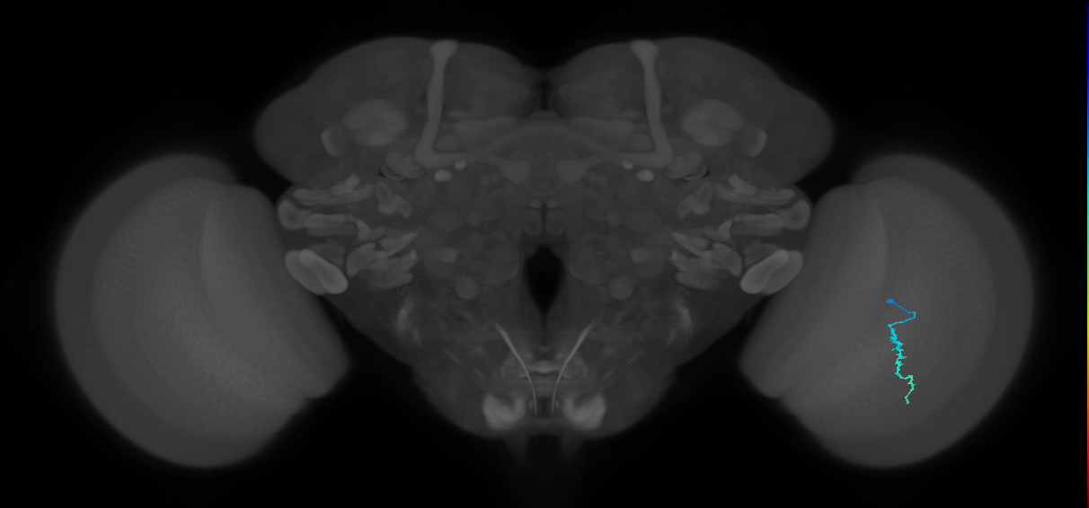 Dm3a_R (JRC_OpticLobe:140686)