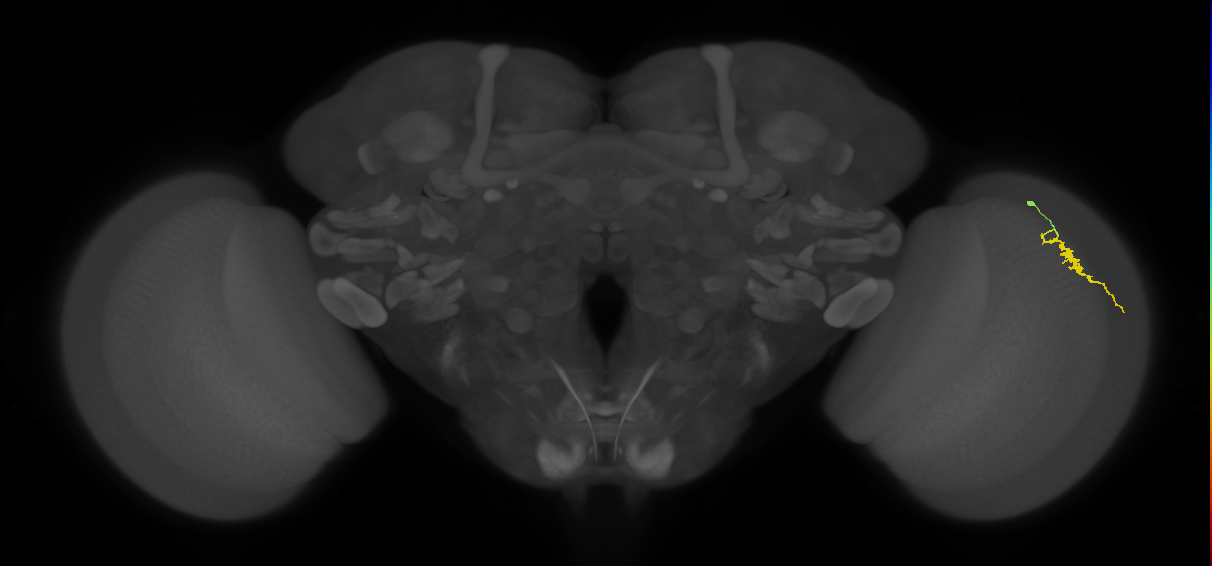 Dm3a_R (JRC_OpticLobe:138294)