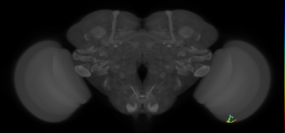 Dm3a_R (JRC_OpticLobe:140205)