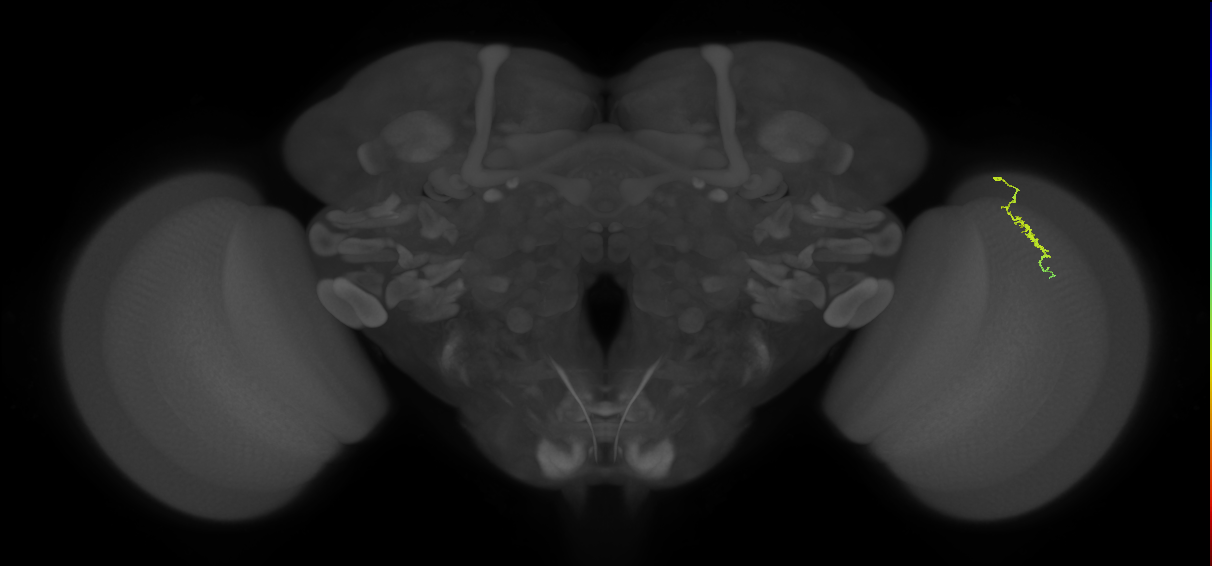 Dm3a_R (JRC_OpticLobe:147577)