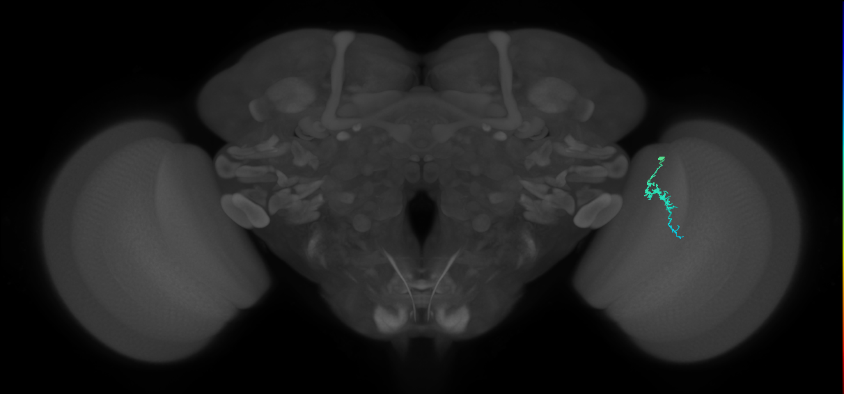 Dm3a_R (JRC_OpticLobe:157497)