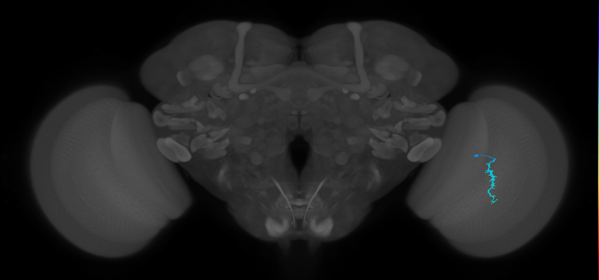 Dm3a_R (JRC_OpticLobe:138442)