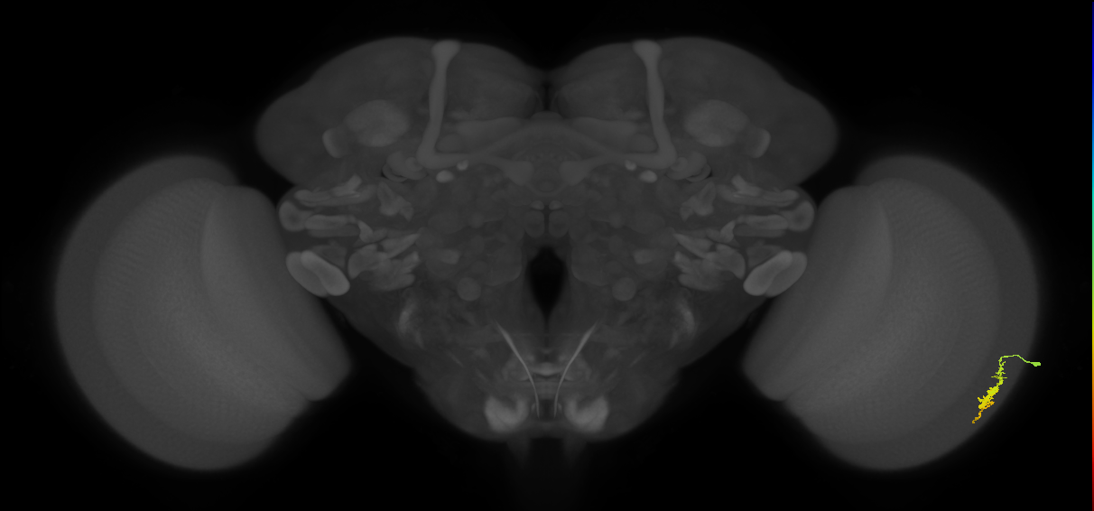 Dm3a_R (JRC_OpticLobe:110616)
