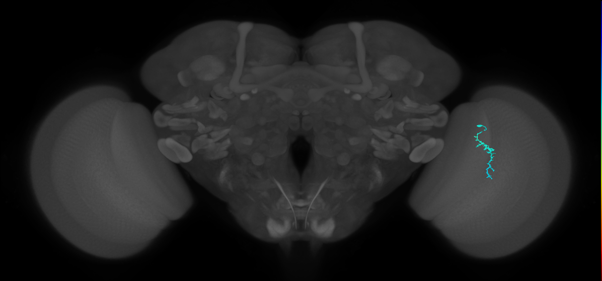 Dm3a_R (JRC_OpticLobe:149175)