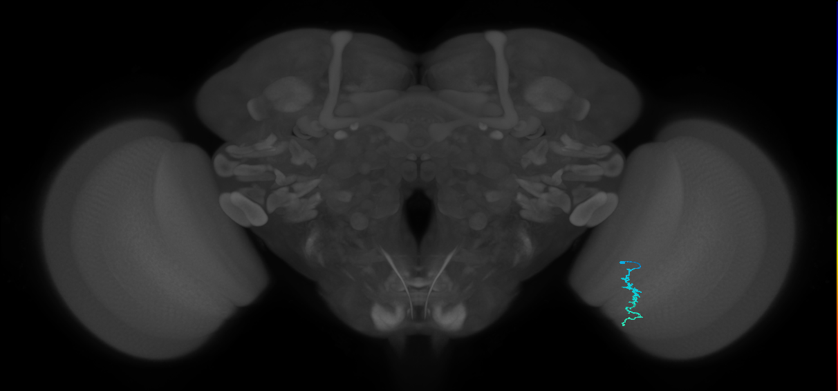 Dm3a_R (JRC_OpticLobe:145943)