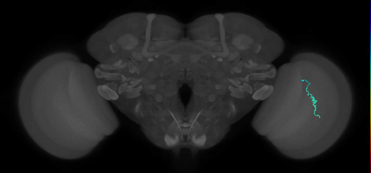 Dm3a_R (JRC_OpticLobe:190436)