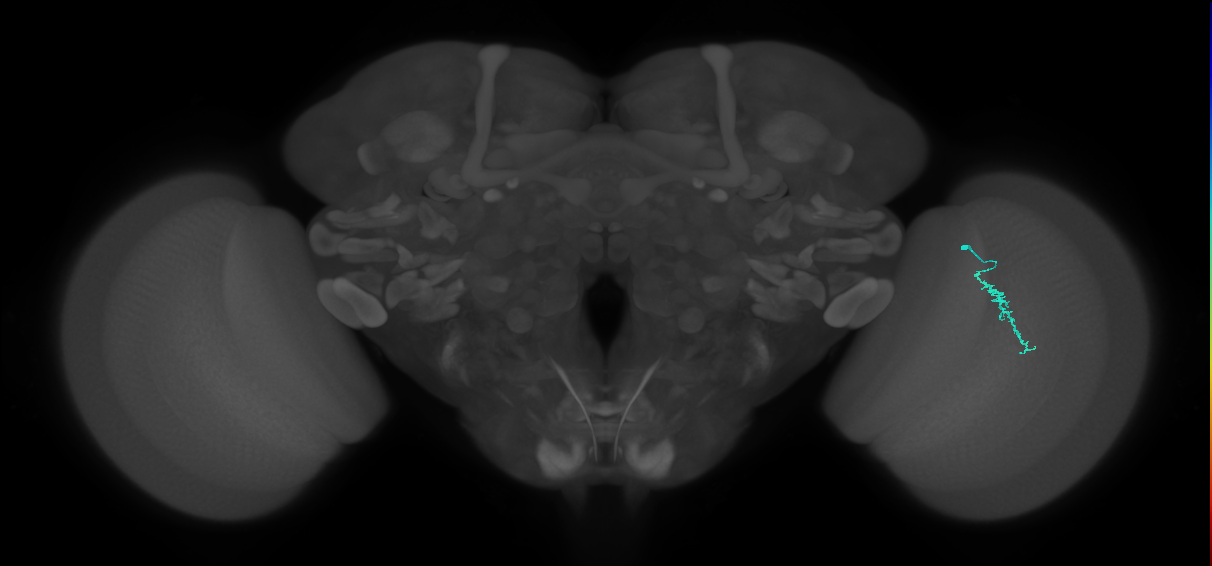 Dm3a_R (JRC_OpticLobe:159408)