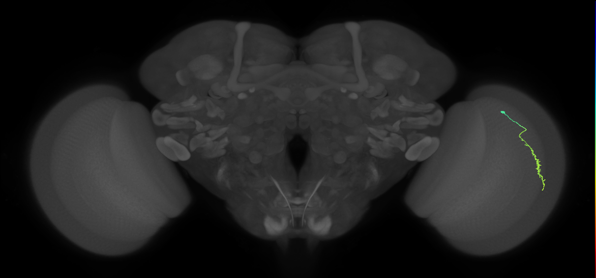 Dm3a_R (JRC_OpticLobe:119255)