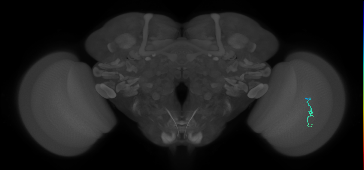 Dm3a_R (JRC_OpticLobe:129408)