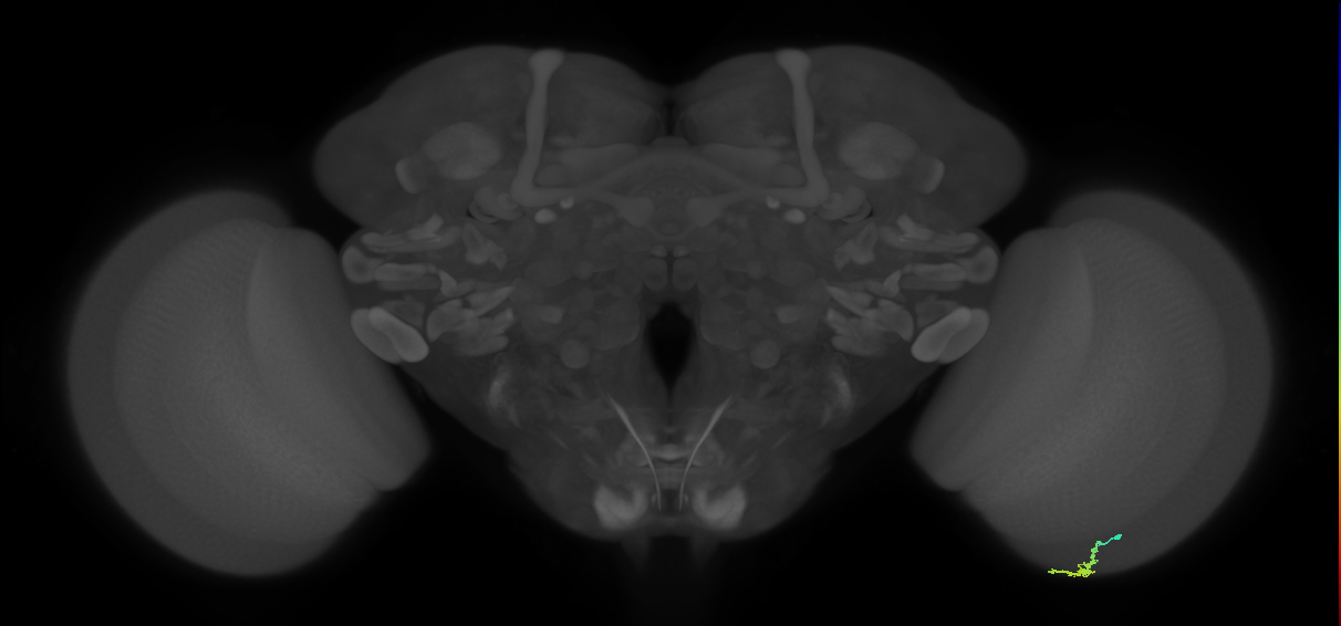 Dm3a_R (JRC_OpticLobe:129131)