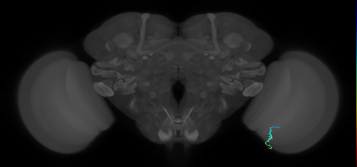 Dm3a_R (JRC_OpticLobe:140235)